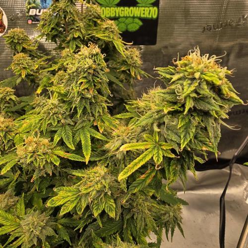 Cookies Haze. Week 12