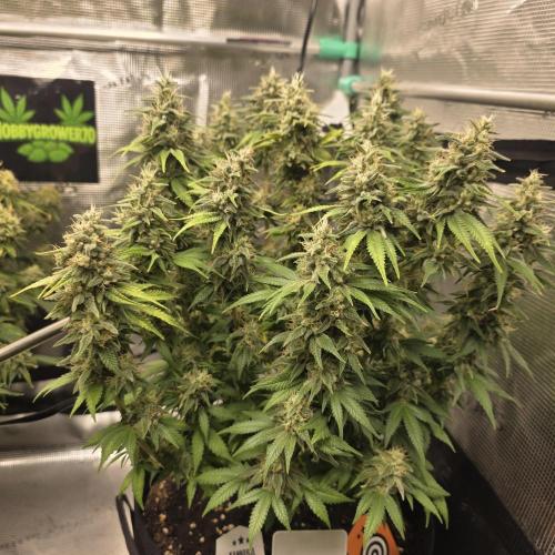 Canna-Community.de Kannabia Run 01/2026. Week 12