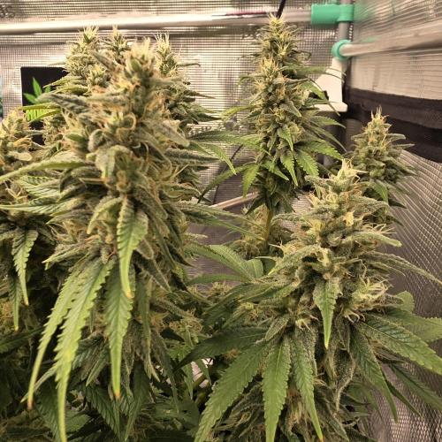 Karibbean Mango. Week 12