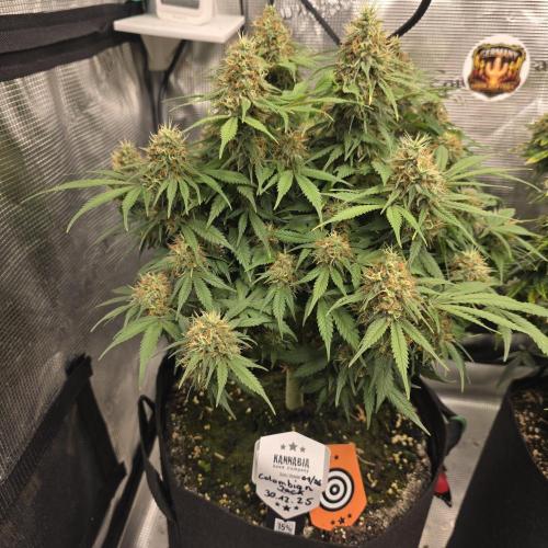 Canna-Community.de Kannabia Run 01/2026. Week 12