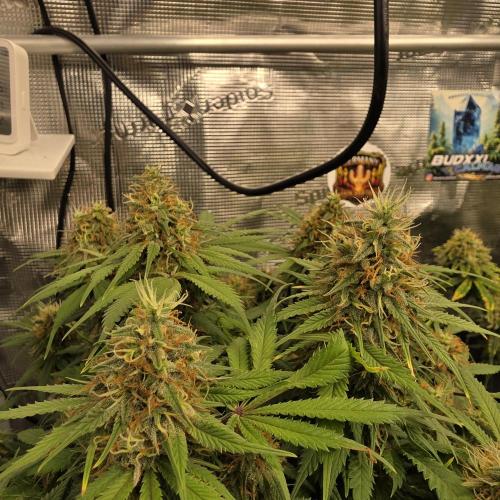 Colombian Jack. Week 12