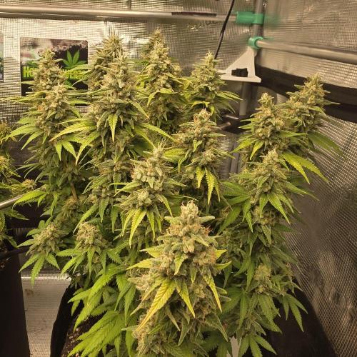Canna-Community.de Kannabia Run 01/2026. Week 13
