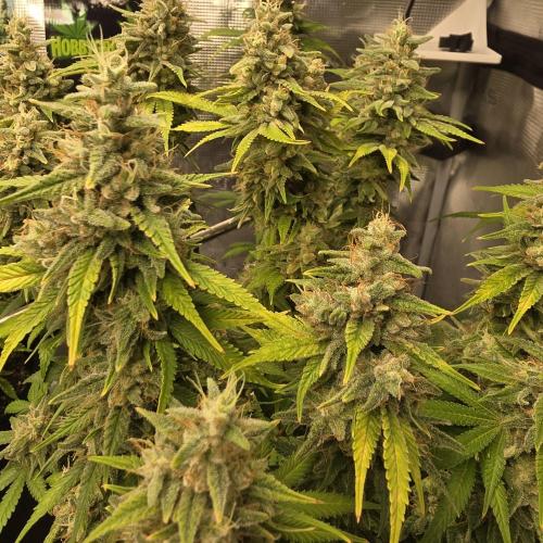 Karibbean Mango. Week 13
