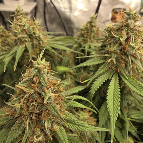 Colombian Jack. Week 13