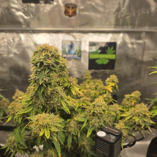 Canna-Community.de Kannabia Run 01/2026. Week 13