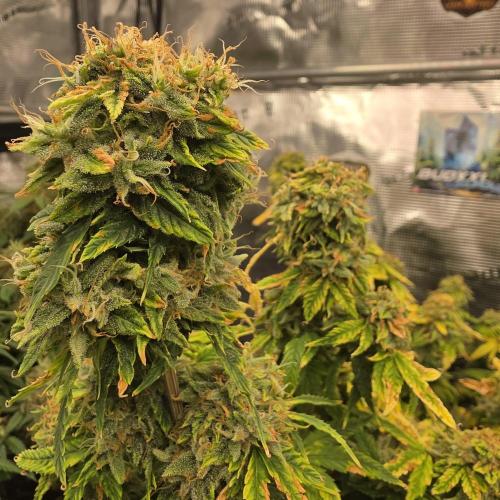 Cookies Haze. Week 13