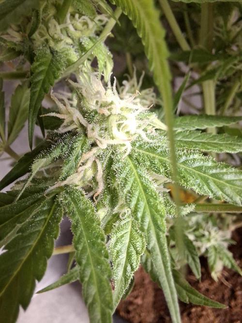 Think Fast - Dutch Passion - first try. Week 9