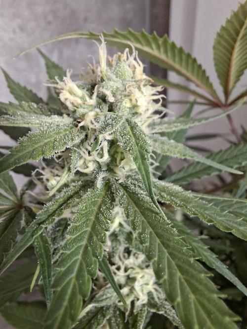 Think Fast - Dutch Passion - first try. Week 9