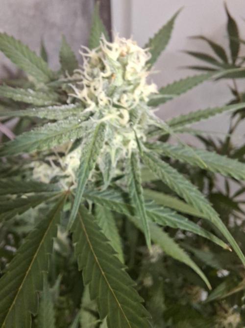 Think Fast - Dutch Passion - first try. Week 9