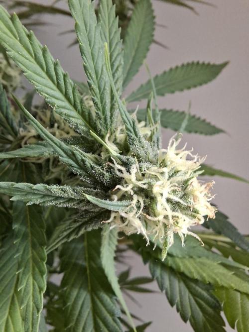 Think Fast - Dutch Passion - first try. Week 9