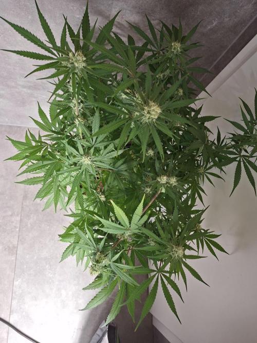 Think Fast - Dutch Passion - first try. Week 9