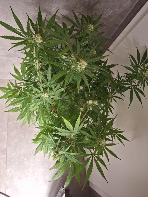 Think Fast - Dutch Passion - first try. Week 9