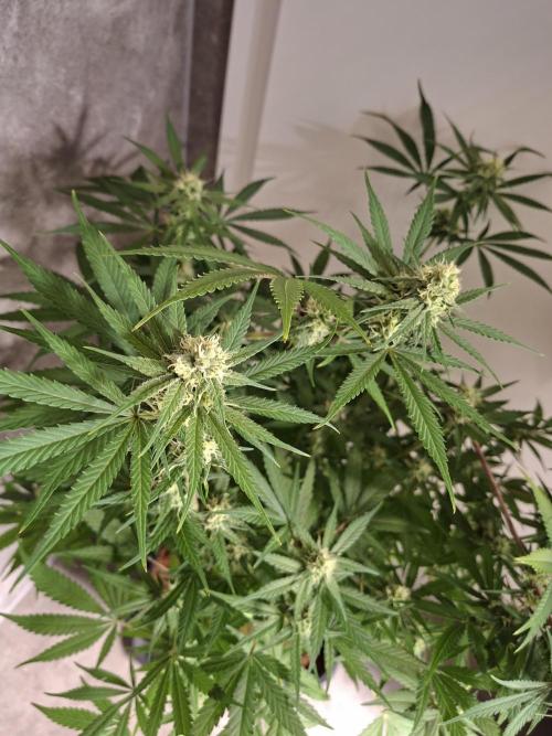 Think Fast - Dutch Passion - first try. Week 9