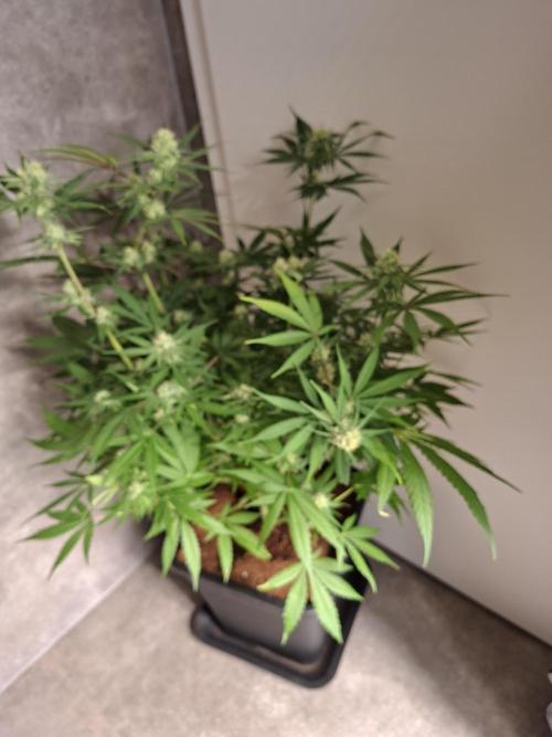 Think Fast - Dutch Passion - first try. Week 9