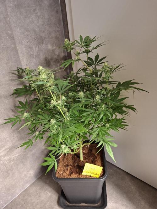 Think Fast - Dutch Passion - first try. Week 9