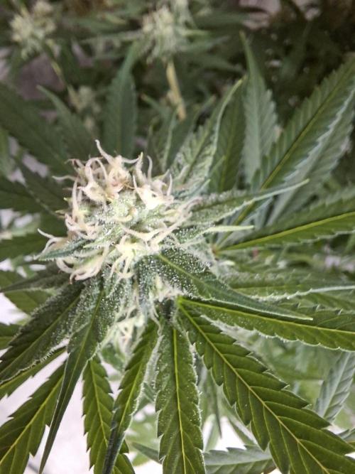 Think Fast - Dutch Passion - first try. Week 9