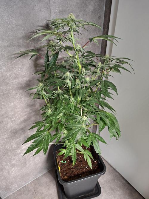 Bruce Banner (Dark Horse). Week 10