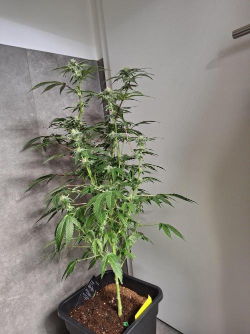 Bruce Banner (Dark Horse). Week 10