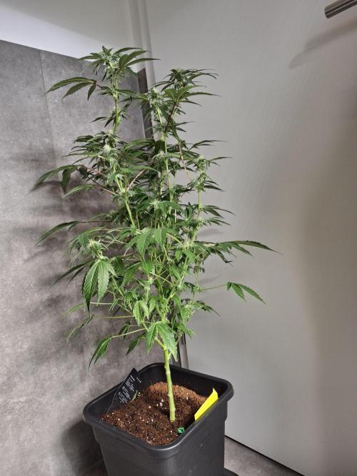 Bruce Banner (Dark Horse). Week 10