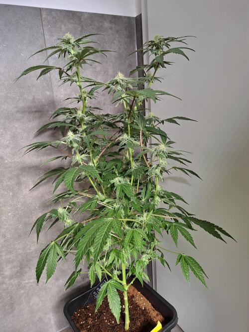 Bruce Banner (Dark Horse). Week 10