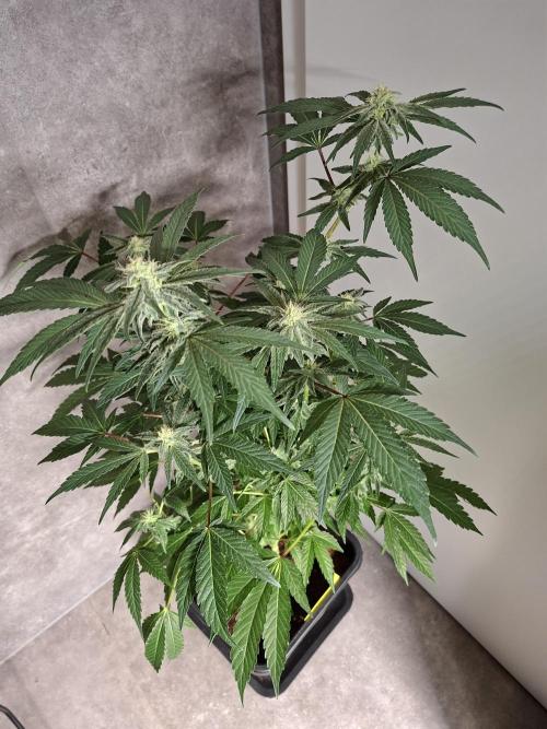 Bruce Banner (Dark Horse). Week 10
