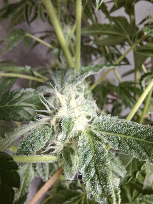 Bruce Banner (Dark Horse). Week 10