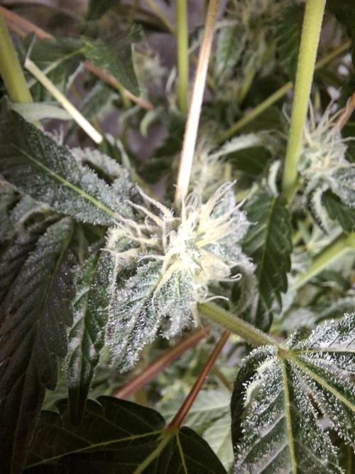 Bruce Banner (Dark Horse). Week 10