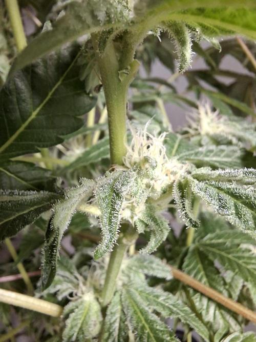 Bruce Banner (Dark Horse). Week 10