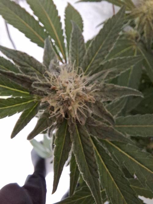 Bruce Banner (Dark Horse). Week 10