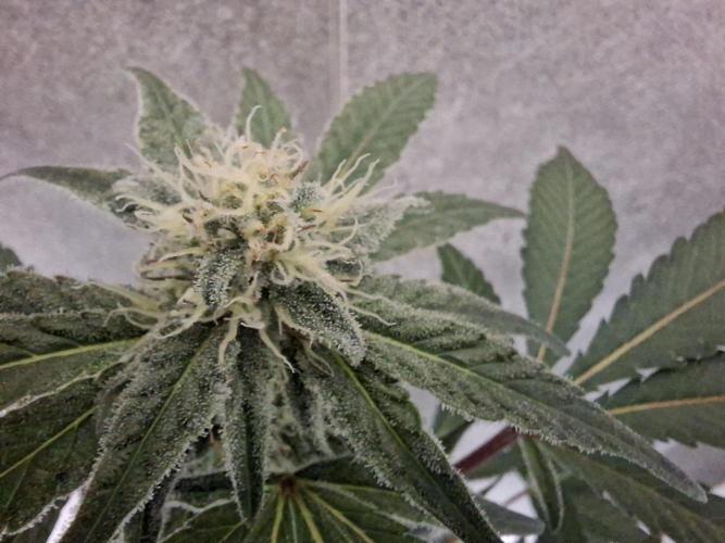 Bruce Banner (Dark Horse). Week 10