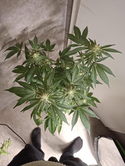 Bruce Banner (Dark Horse). Week 10