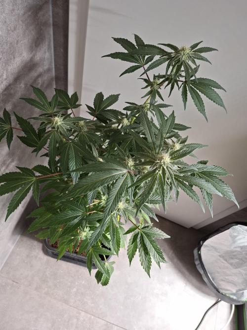 Bruce Banner (Dark Horse). Week 10