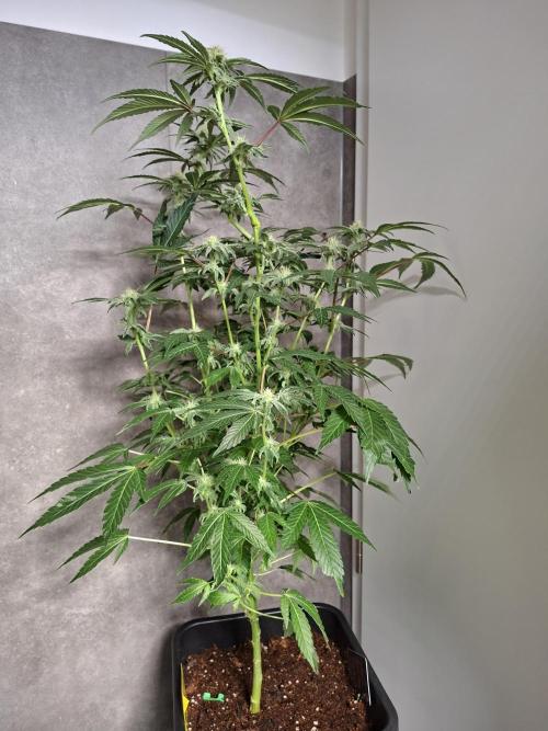 Bruce Banner (Dark Horse). Week 10