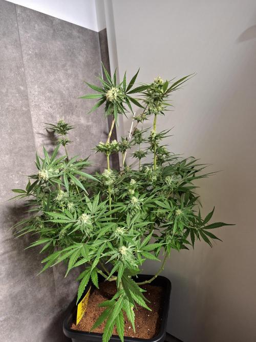 Think Fast - Dutch Passion - first try. Week 10