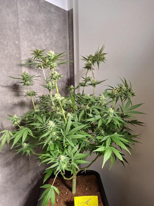 Think Fast - Dutch Passion - first try. Week 10