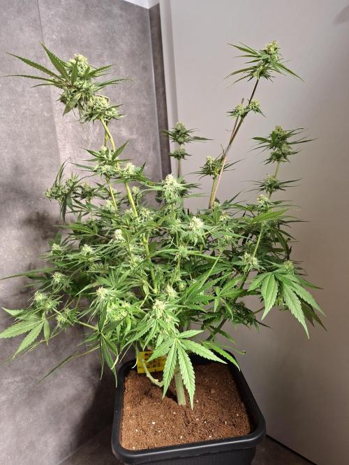 Think Fast - Dutch Passion - first try. Week 10