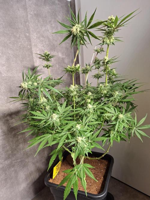 Think Fast - Dutch Passion - first try. Week 10