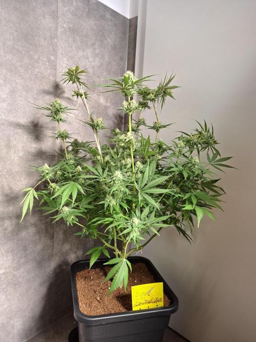 Think Fast - Dutch Passion - first try. Week 10