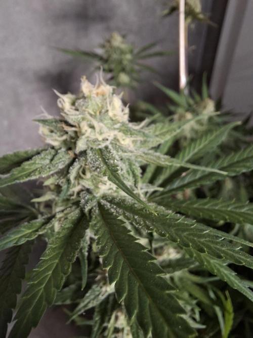 Think Fast - Dutch Passion - first try. Week 10