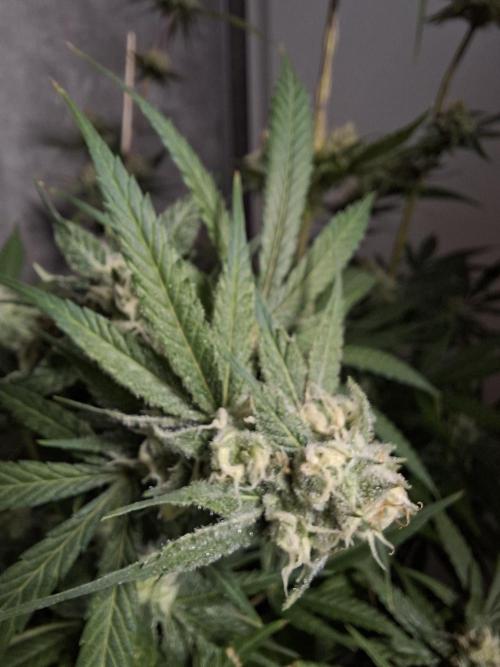 Think Fast - Dutch Passion - first try. Week 10