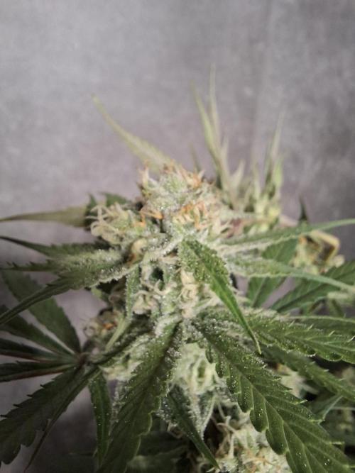 Think Fast - Dutch Passion - first try. Week 10