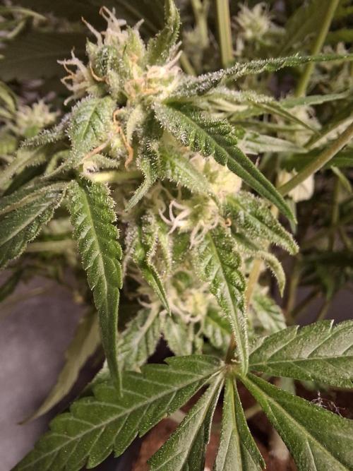 Think Fast - Dutch Passion - first try. Week 10