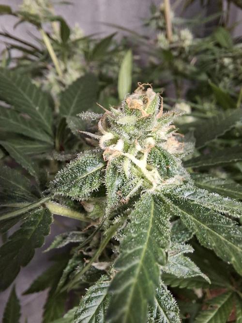 Think Fast - Dutch Passion - first try. Week 10