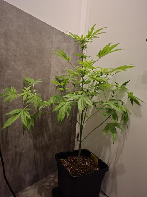 Dutch Passion Master Kush. Week 8