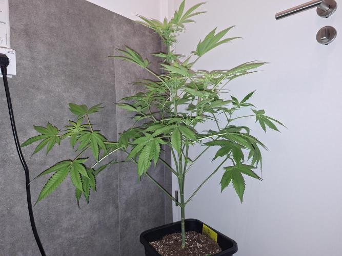 Dutch Passion Master Kush. Week 8