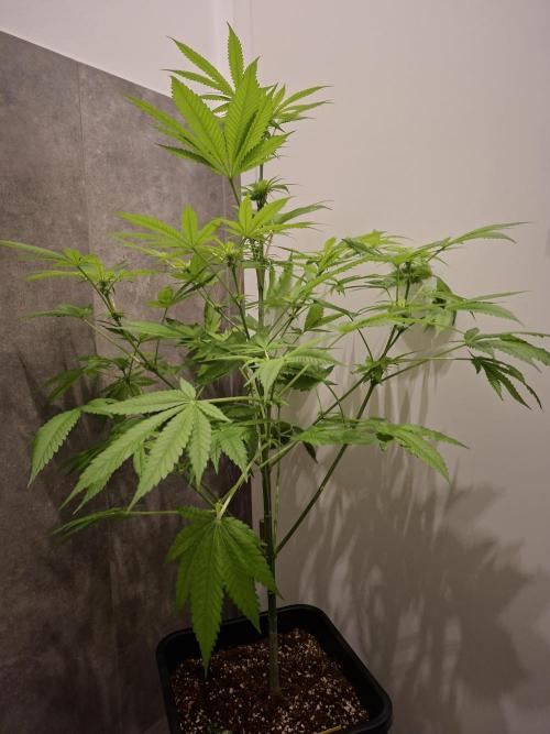 Dutch Passion Master Kush. Week 8