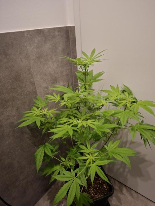 Dutch Passion Master Kush. Week 8