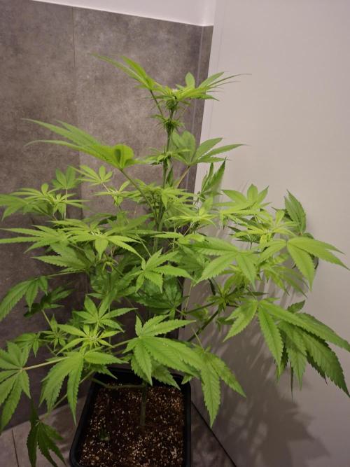 Dutch Passion Master Kush. Week 8