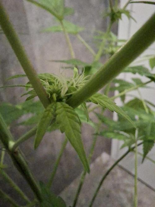 Dutch Passion Master Kush. Week 8