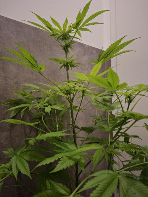 Dutch Passion Master Kush. Week 8